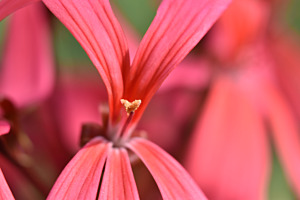 Rote Blume 