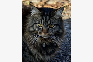 Katze Porträt Katze Porträt