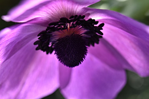 Blume