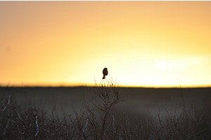 Der frühe Vogel Der frühe Vogel