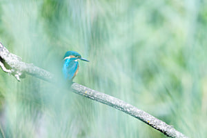 Eisvogel Eisvogel