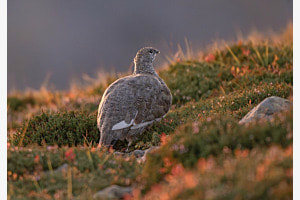 Freies Thema "Alpenschneehuhn im letzten Abendlicht"