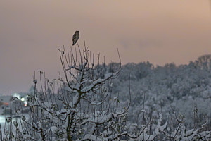 Waldohreule in der stillen Nacht
