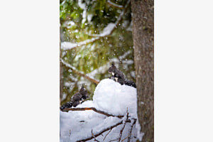 Winterzauber Winterzauber