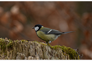 Waldvogel