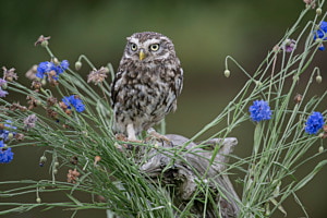 junge vogel
