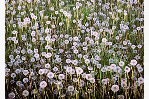 Spring Pattern