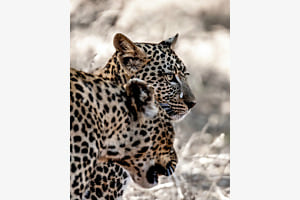 Mother and Child