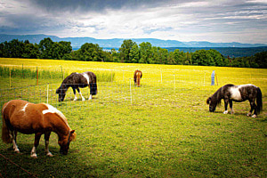 Ponyhof in Oberburg