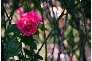 Rose Rose 