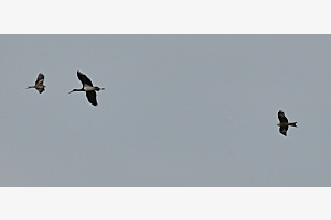 verirrter Storch