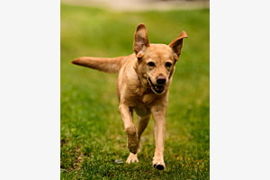 Wild running