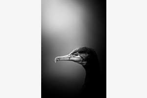 Der königliche Kormoran Der königliche Kormoran