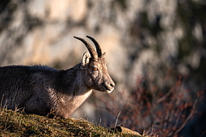 Alpensteinbock Steingeiss Alpensteinbock Steingeiss