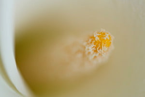Blüte