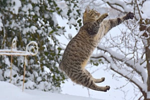 Beim Schneeball fangen.