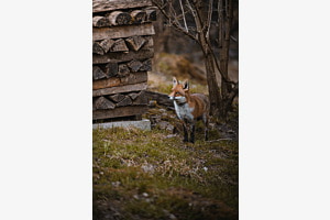 Fuchs beim Morgenspaziergang Fuchs beim Morgenspaziergang