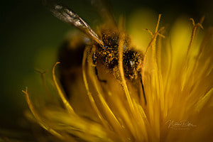 The Bee