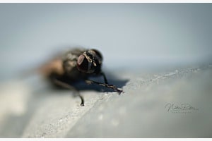 Fly