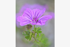 kleine Stockrose