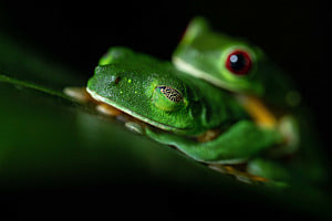 Rot leuchtende Augen
