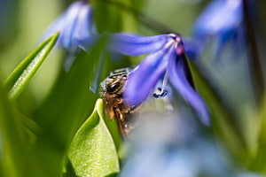 Biene im blauen Blütenkleid