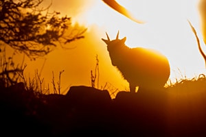 Alpensteinbock im Sonnenaufgang