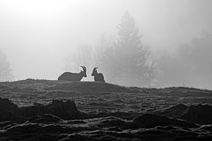 In der Stille des Nebels