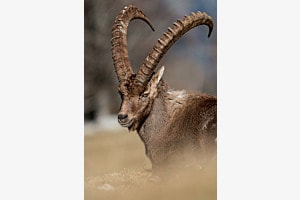 Alpensteinbock