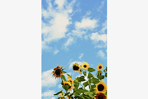 Sonnenblumen
