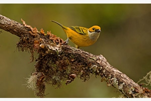 Silver-throated Tanager