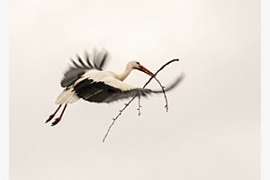 Storch im Flug