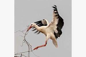 Fleissiger Storch