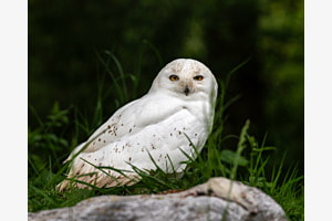 Schneeeule