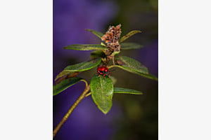 Roter Käfer