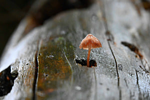 Pilz Season