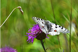 Schmetterling (Apollo) 