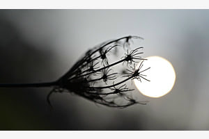 Sonnengeburt