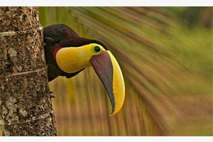 Chestnut-mandibles Tucan