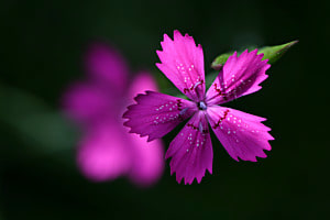 Im Garten