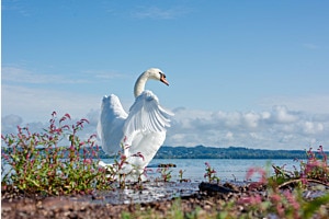 Schwan