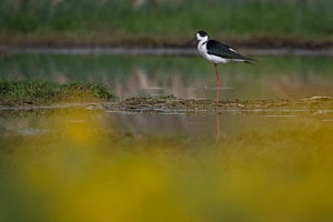 Stelzenläufer
