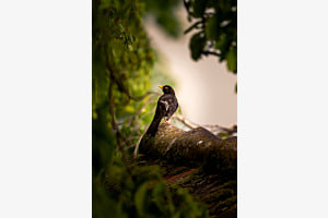 Goldene Amsel