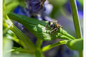 Springspinne bei der Jagd