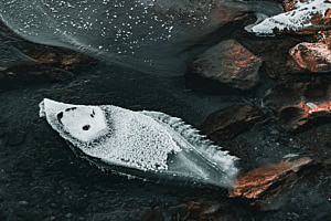 Frozen Fish Frozen Fish