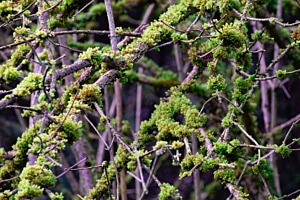 Das Muster der Natur