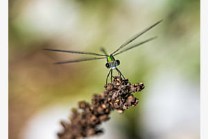 Libelle im Anflug