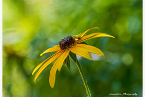 Spider with flower