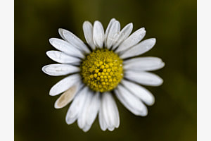 Blumenpracht Blumenpracht