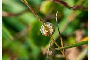 Raupe 